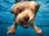 Underwater Dogs 3D palapeli 100 palaa